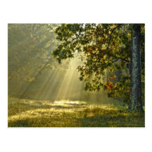 Chêne avec des rayons de soleil de matin carte postale