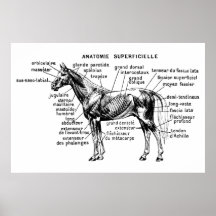 Cheval Affiche
