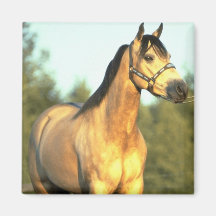 Cheval Aimant