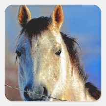 Cheval blanc adhésifs