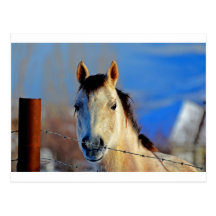 Cheval blanc carte postale