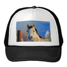 Cheval blanc casquette