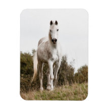 Cheval blanc magnet en vinyle