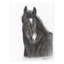Cheval Cartes Postales