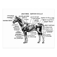 Cheval Cartes Postales