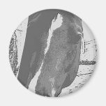 Cheval dans la gamme de gris magnets