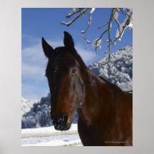 Cheval de Brown en hiver Posters