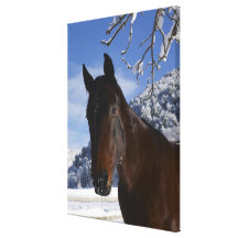 Cheval de Brown en hiver Toiles Tendues
