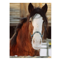 Cheval de Clydesdale Carte Postale