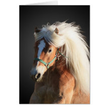 Cheval de Haflinger avec la belle crinière Carte De Vœux