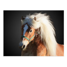 Cheval de Haflinger avec la belle crinière Cartes Postales