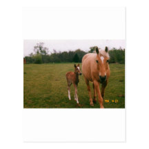 Cheval de maman et de bébé carte postale