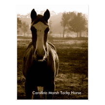 Cheval de mauvais goût de marais de la Caroline Cartes Postales