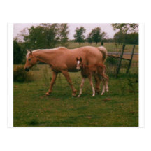 Cheval de Moma et cheval de bébé Carte Postale