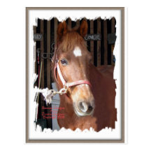 Cheval de Morgan heureux Carte Postale