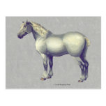 Cheval de Percheron Carte Postale