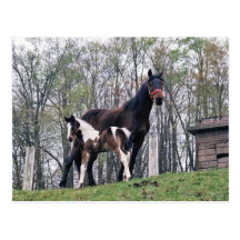 Cheval et poulain amish carte postale