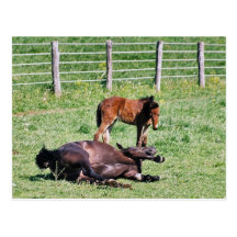 Cheval et poulain amish gambadants cartes postales