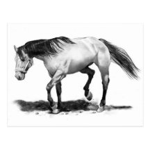 CHEVAL, ÉTALON, RÉALISME D'ART DE CRAYON CARTE POSTALE