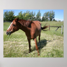 Cheval heureux affiche