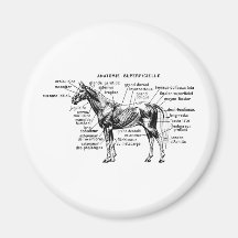 Cheval Magnets Pour Réfrigérateur