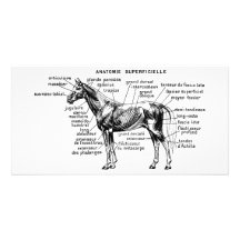 Cheval Modèle Pour Photocarte