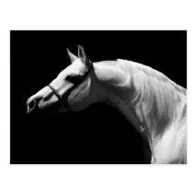 Cheval noir et blanc carte postale