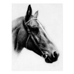 Cheval noir et blanc carte postale
