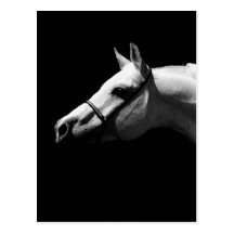 Cheval noir et blanc cartes postales