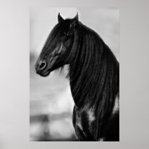 Cheval noir frison d'étalon posters