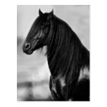 Cheval noir frison fier d'étalon cartes postales