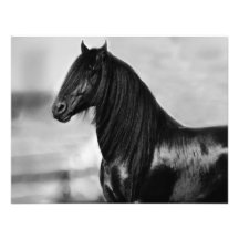 Cheval noir frison fier d'étalon cartons d'invitation personnalisés