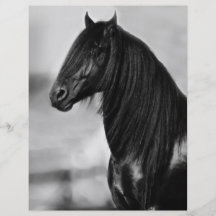 Cheval noir frison fier d'étalon prospectus