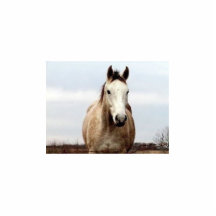 Cheval Photo Sculptures