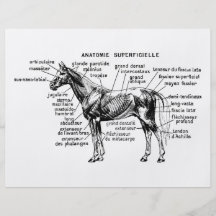 Cheval Tract