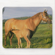 Chevaux 203 Mousepad Tapis De Souris