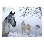 CHEVAUX AMICAUX CARTE POSTALE