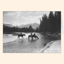 Chevaux buvant de et traversant une rivière cartes