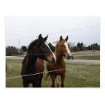 Chevaux Carte Postale