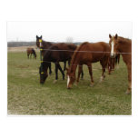 Chevaux Carte Postale