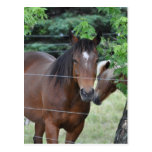 Chevaux Carte Postale