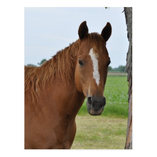 Chevaux Carte Postale
