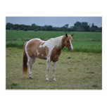 Chevaux Cartes Postales