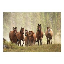 Chevaux cresting la petite colline pendant le rass impressions photographiques