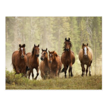 Chevaux cresting la petite colline pendant le rass cartes postales