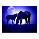 Chevaux dans la nuit bleue carte postale