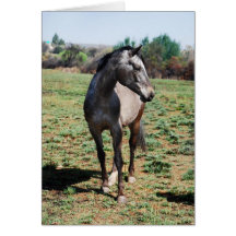 Chevaux d'Appaloosa Carte De Vœux
