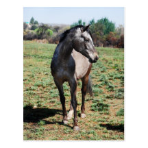Chevaux d'Appaloosa Cartes Postales