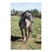 Chevaux d'Appaloosa Papier À Lettre Personnalisé