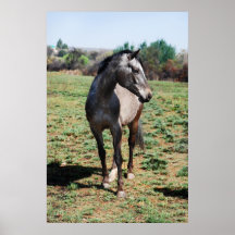 Chevaux d'Appaloosa Posters